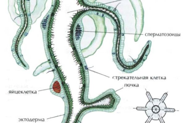 Прямая ссылка на кракен