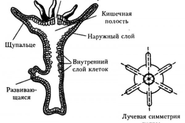 Кракен сайт маркетплейс ссылка